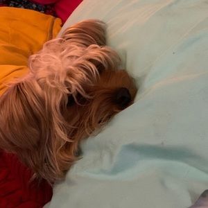 Meet your Posher, Baylee